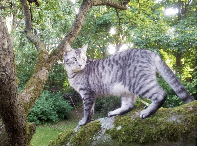 should-i-let-my-cat-outside-cat-clinic-at-cherry-hill