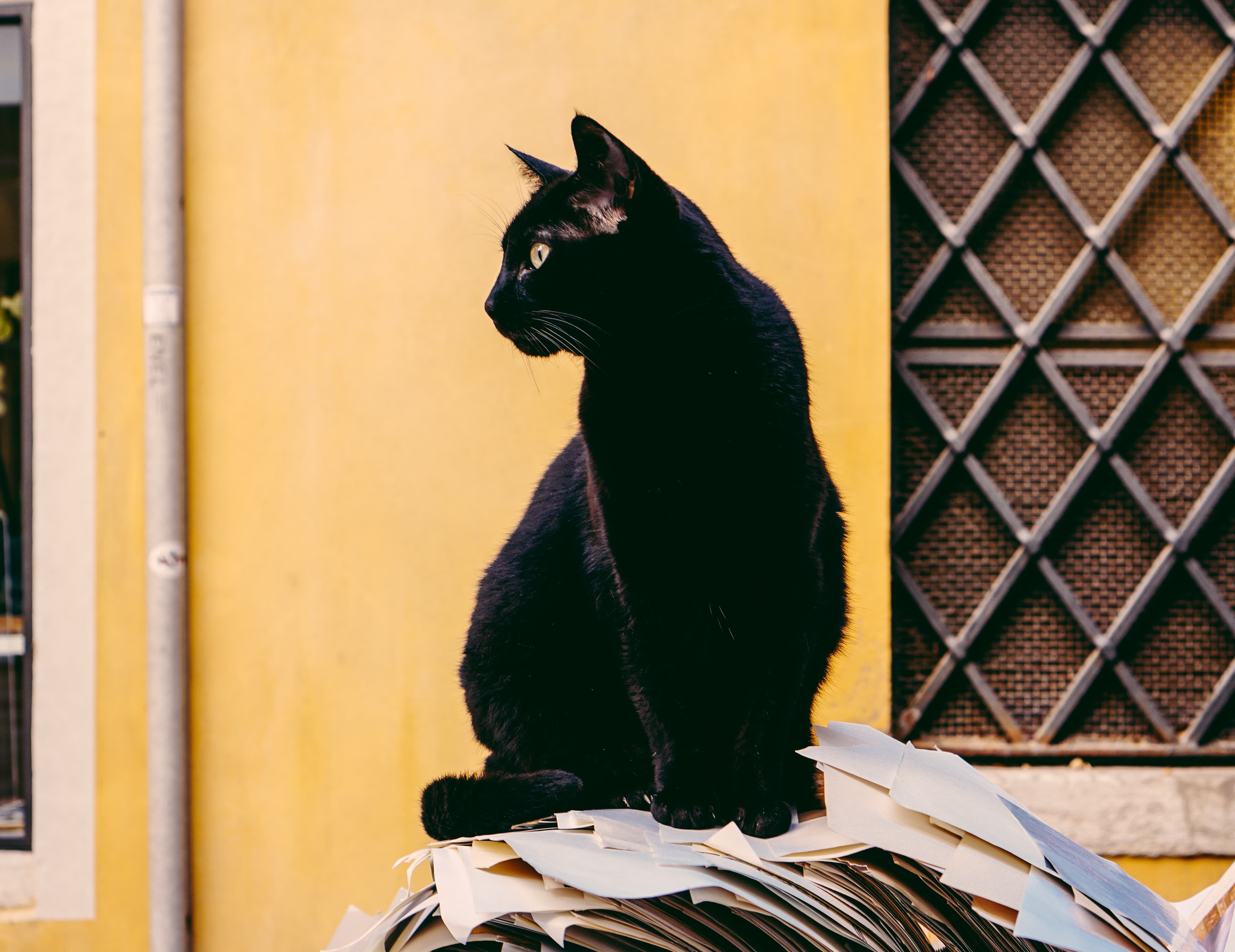 The Misunderstood Black Cat - Cat Clinic at Cherry Hill