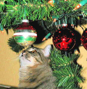 Purr-fect Holiday Tips