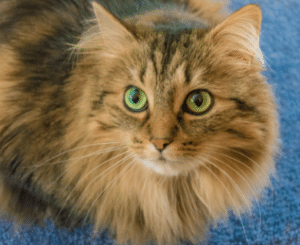 Maine Coon Cat