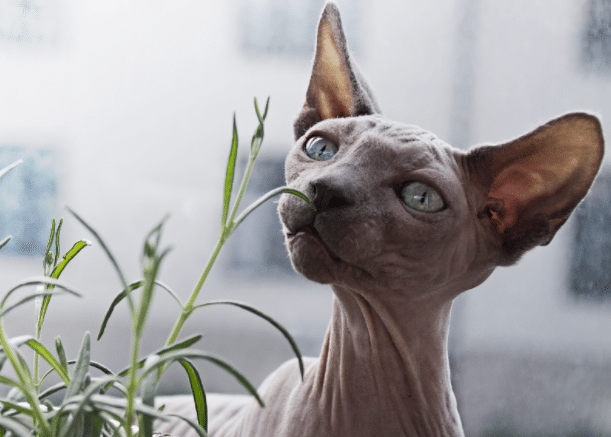 hairless cat