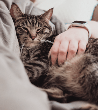 How to get your cat to cuddle with 2024 you at night