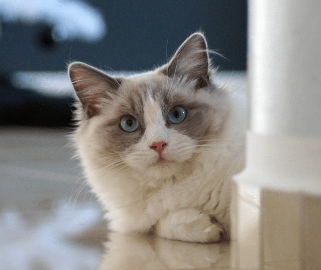 About the Ragdoll Cat Breed - The Cat Clinic at Cherry Hill