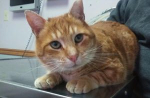 orange tabby at Cat Clinic at Cherry Hill