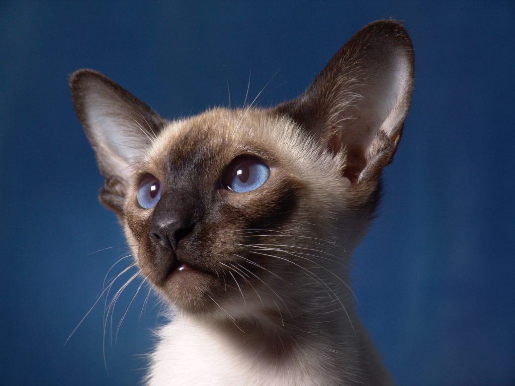 siamese cat