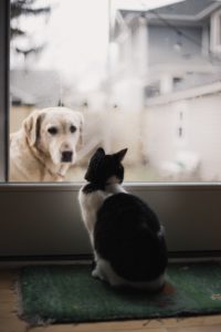 dog with cat