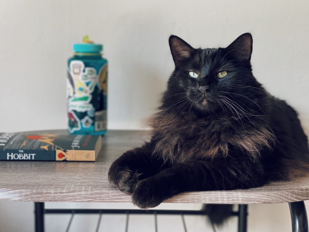 Cat keeps outlet jumping on counter