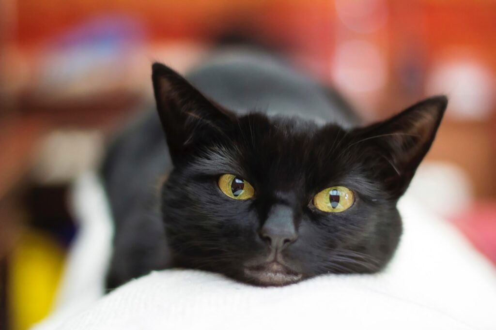 What Is The Superstition Behind Black Cats