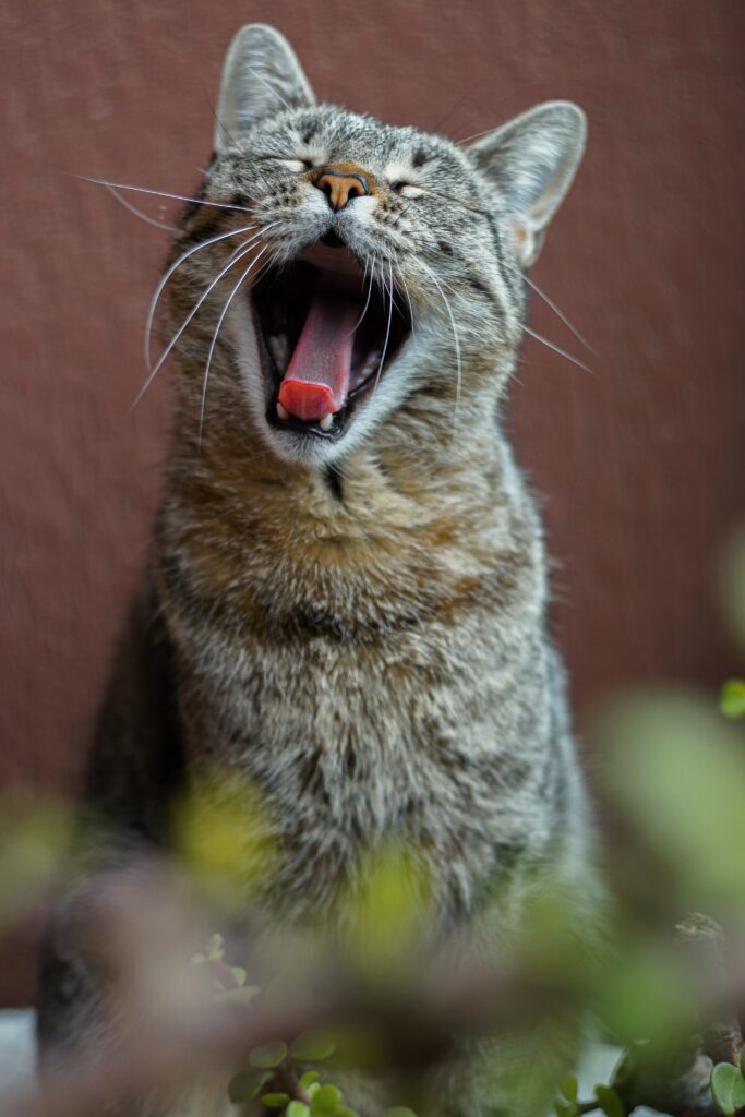 brush your cats teeth