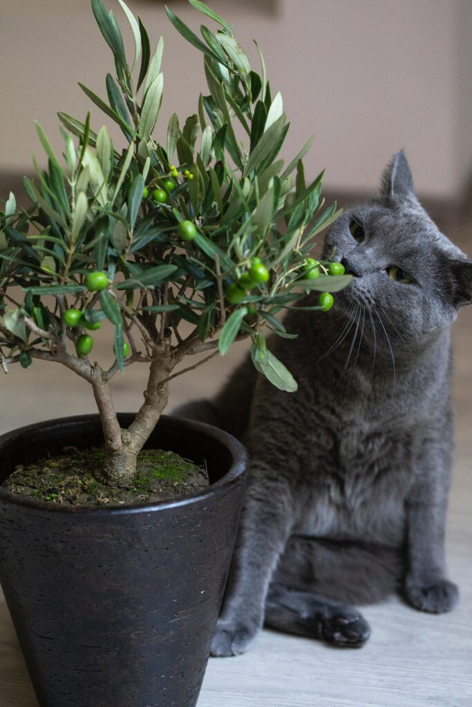 cats and plants