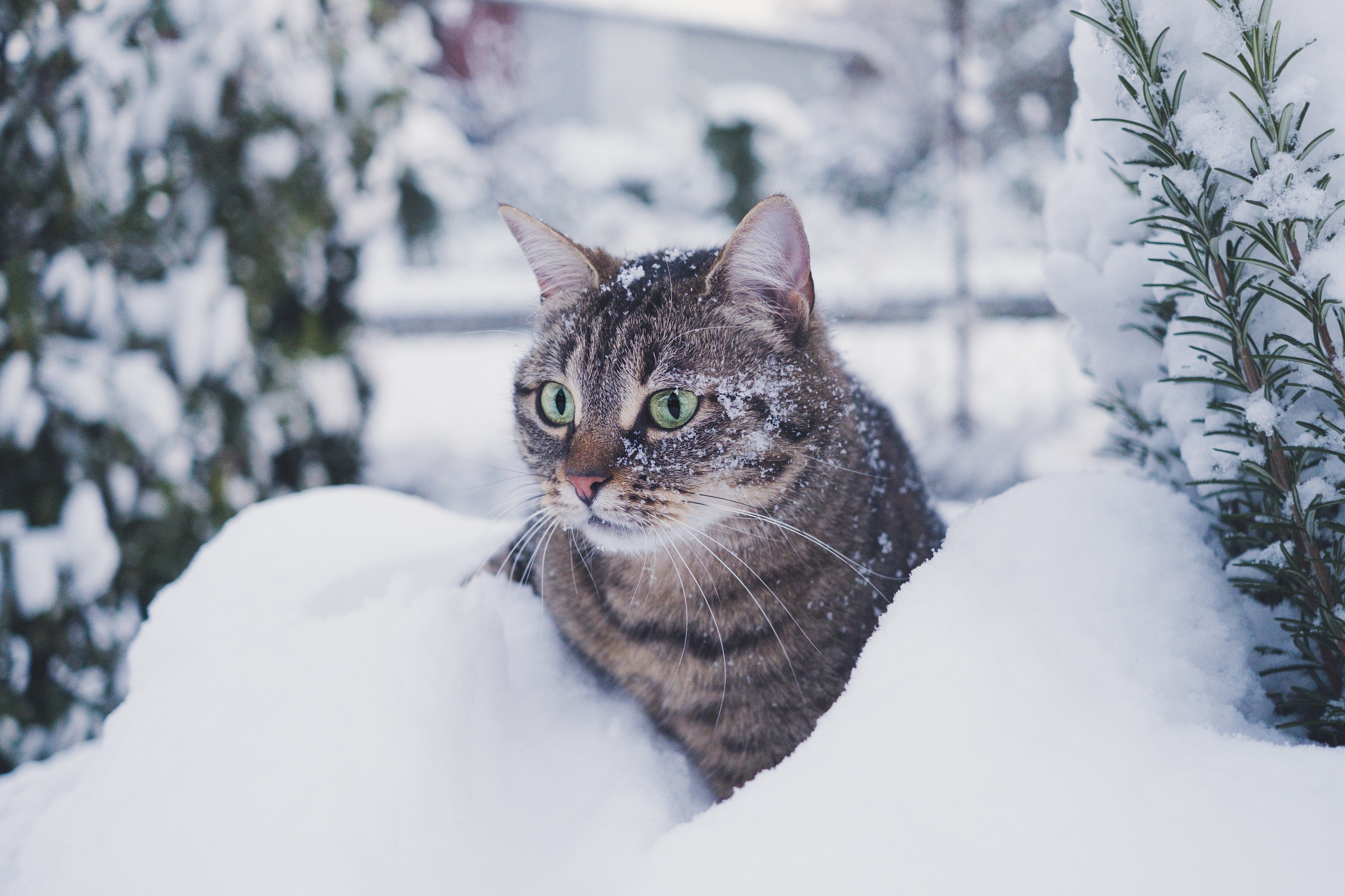 holiday tips for cat owners