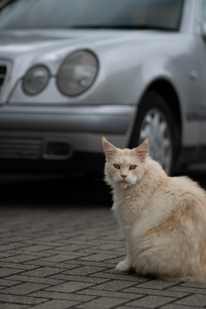 moving with cats