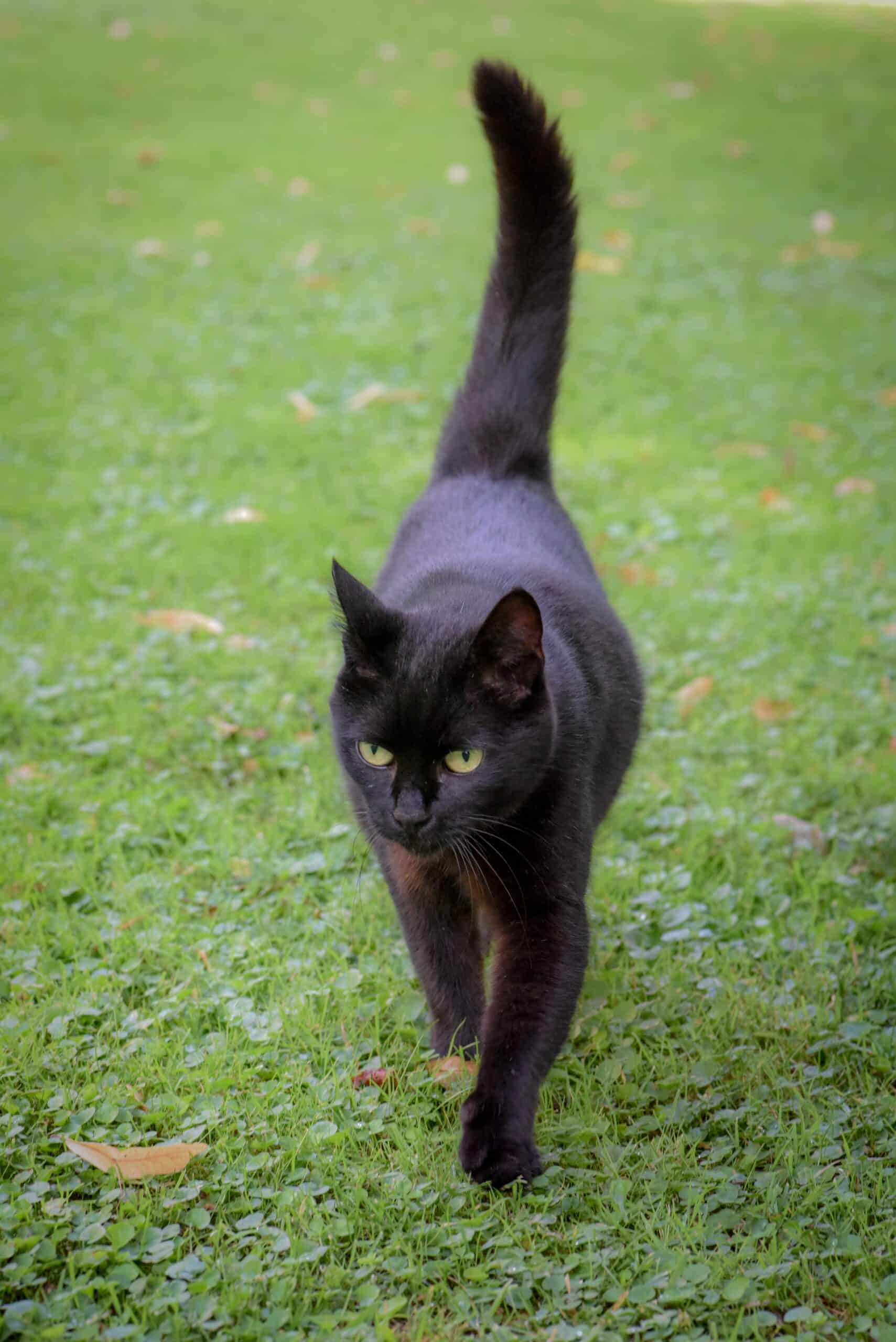 why-do-cats-thump-their-tails-cat-clinic-at-cherry-hill