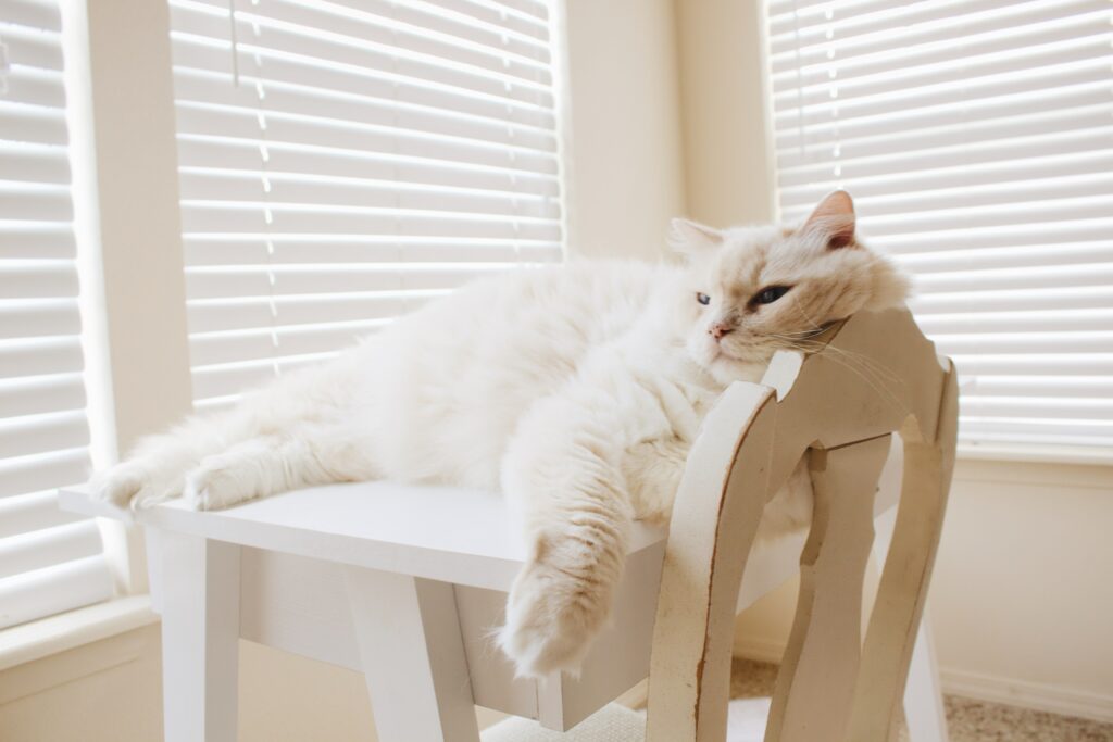 how to brush your cat's teeth