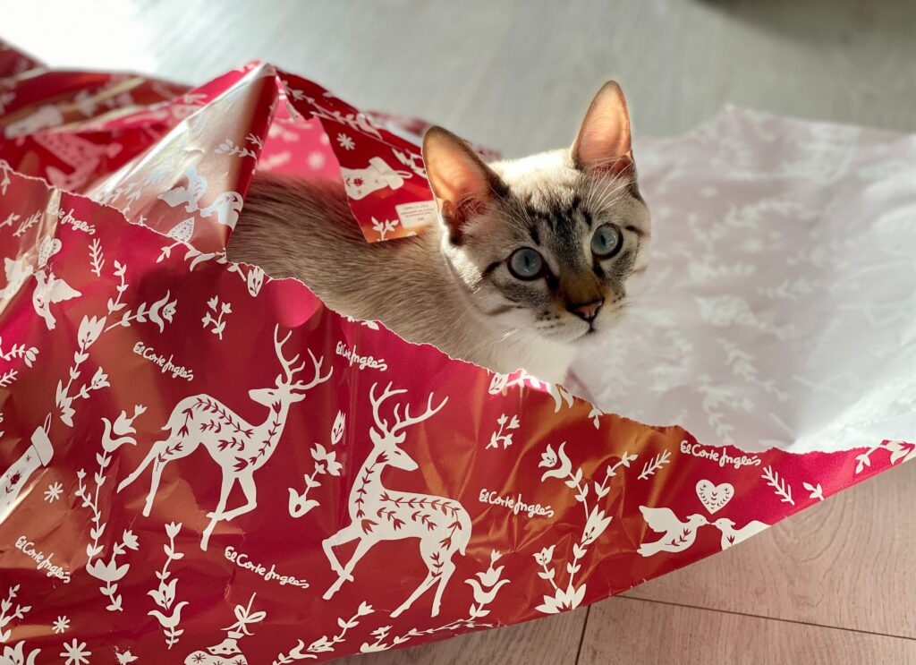 do cats make good gifts