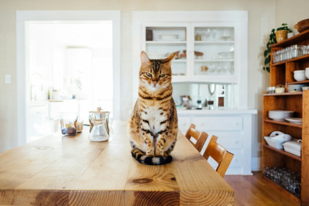 prevent cats from jumping on counters
