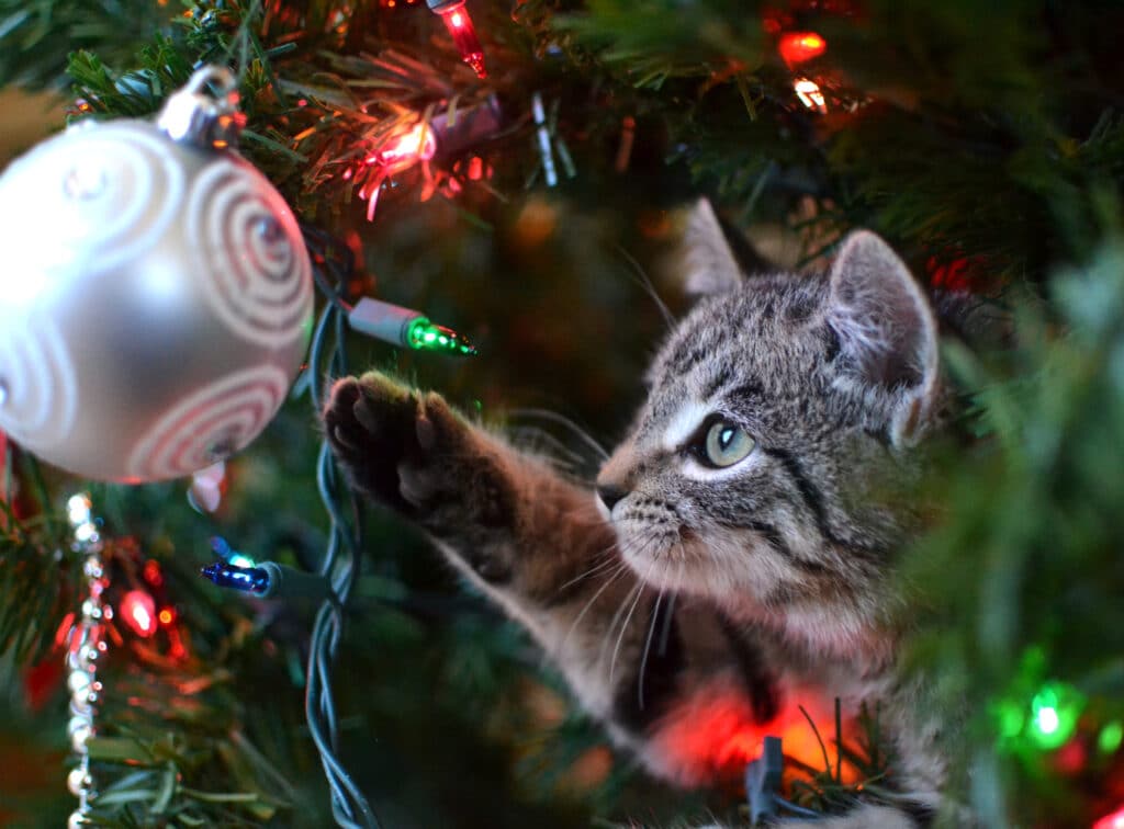 how to help cats during the holidays