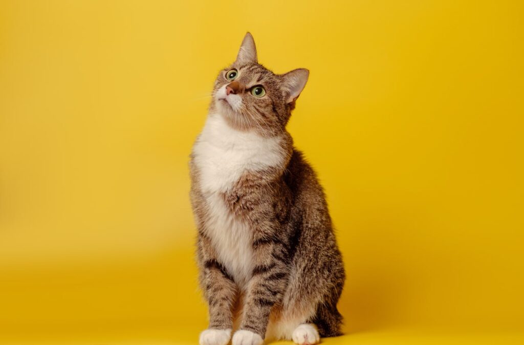 training your cat to sit